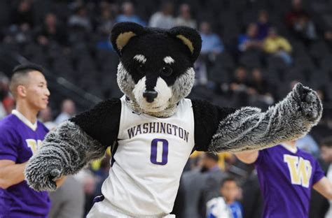 Washington Huskies mascot Harry